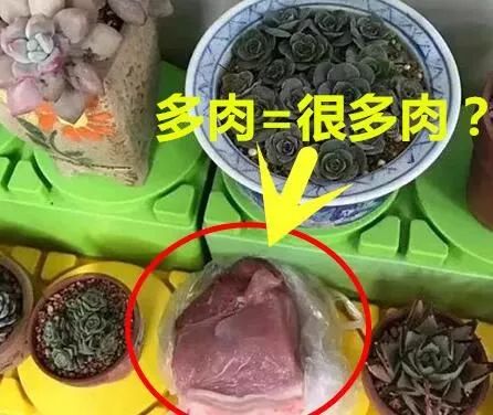 幼兒園老師布置樹葉收集作業(yè)，萌娃扛來兩米高‘巨無霸’樹葉驚呆全場(chǎng)